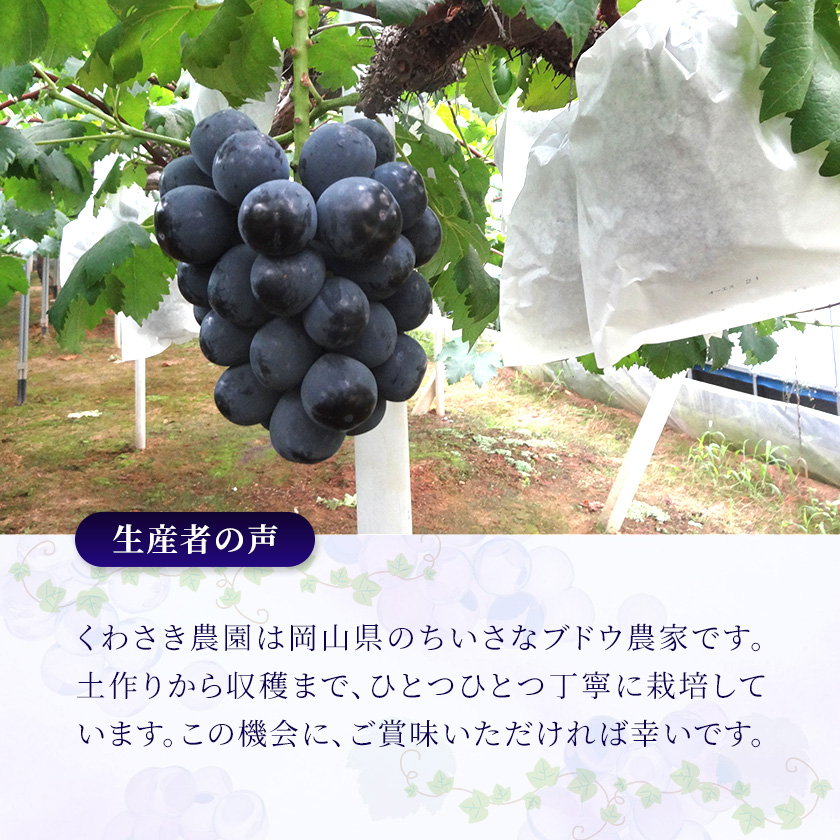 ピオーネ 楽天 商品ページ 商品画像 5